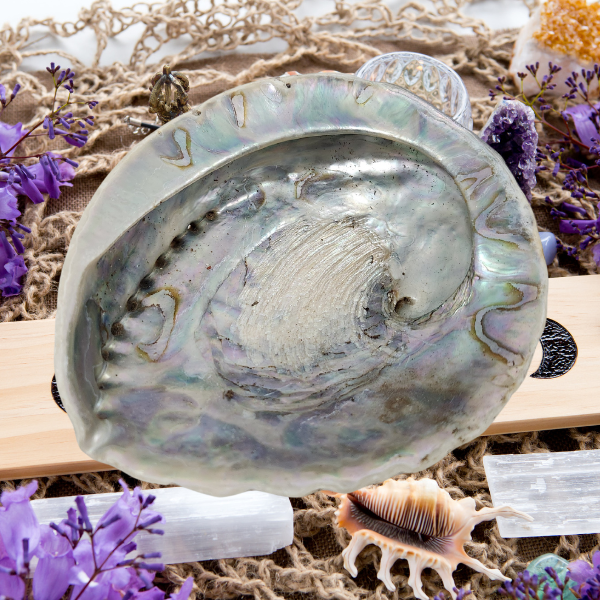 Ocean’s Embrace Abalone Shell