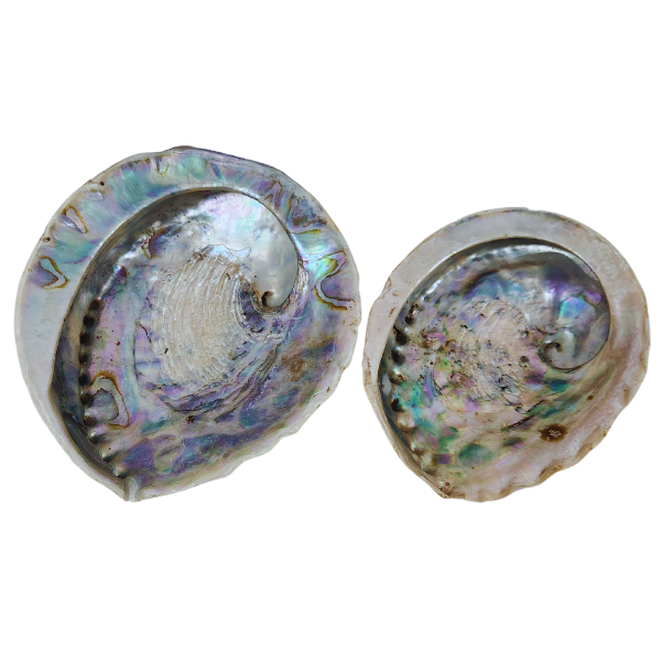 Ocean’s Embrace Abalone Shell