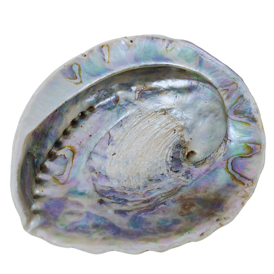 Ocean’s Embrace Abalone Shell
